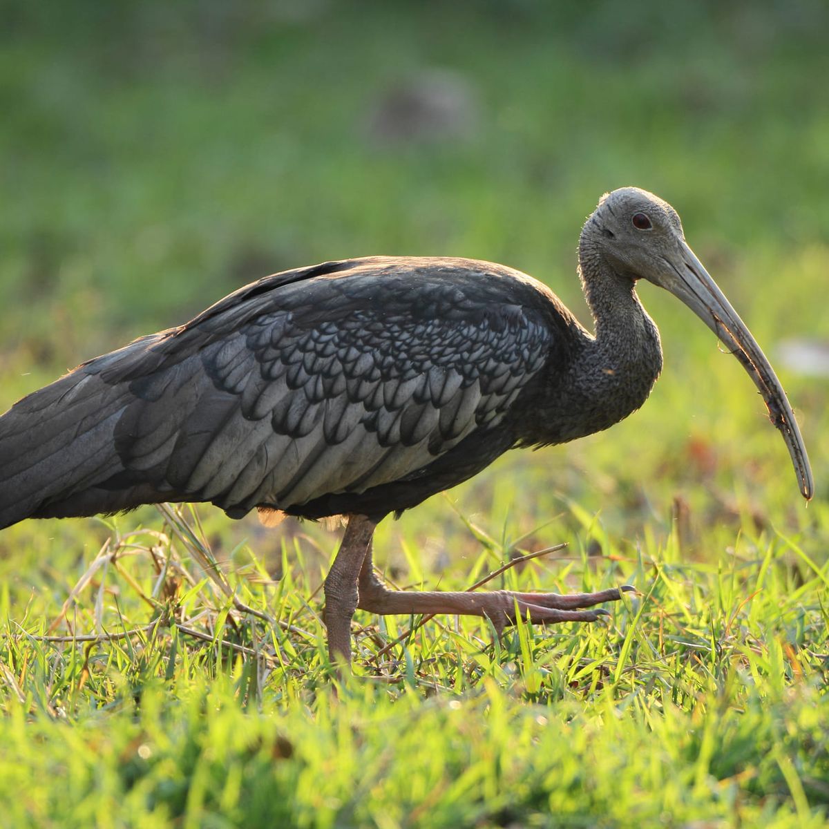 Tmatboey Giant Ibis Birding