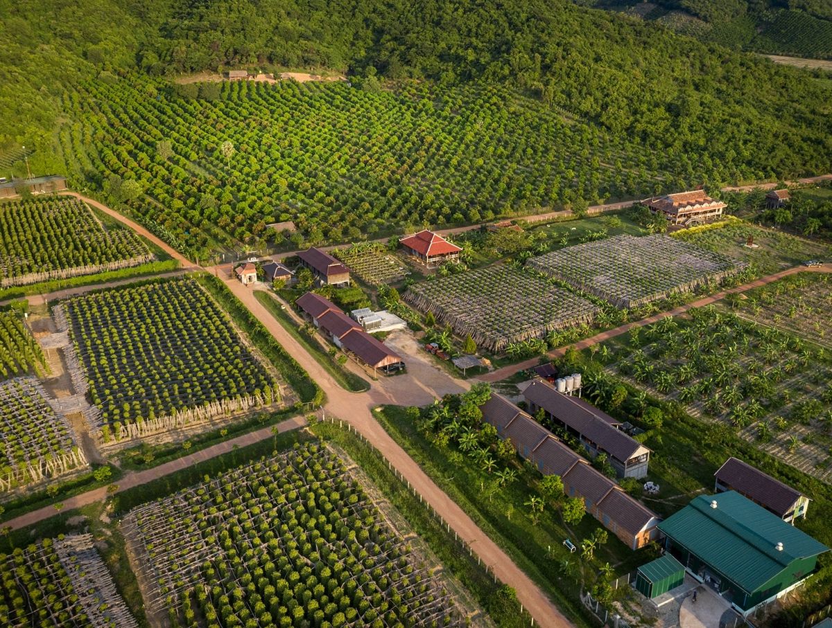 La Plantation Kampot Pepper Farm Tour & Tasting