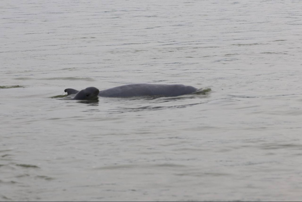 Irrawaddy Dolphin Watching at Kampi
