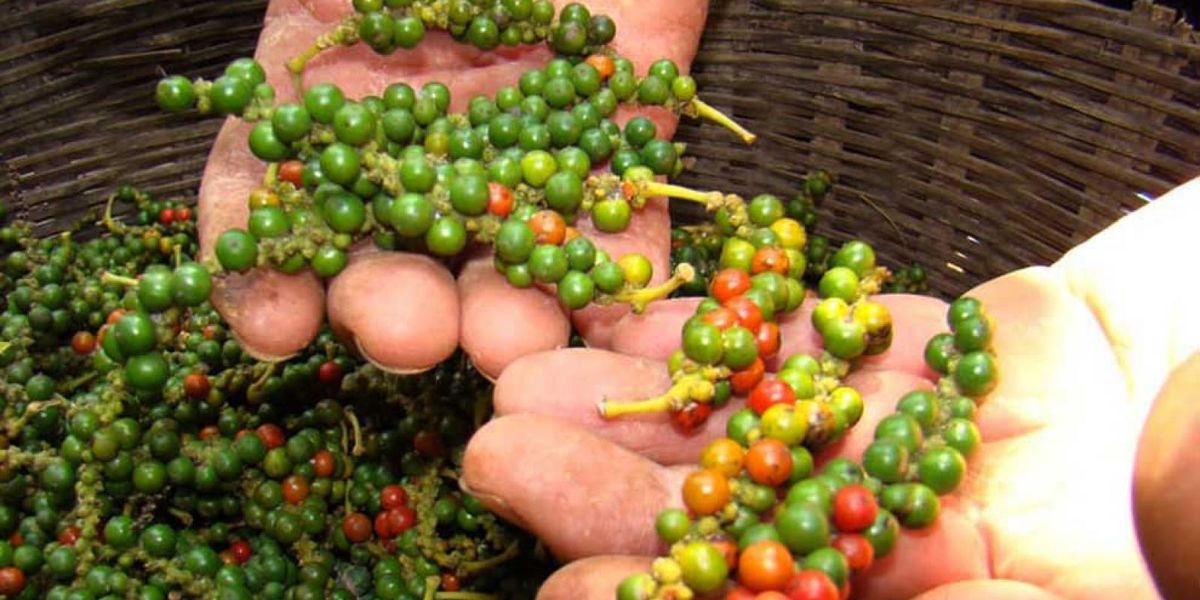 Cambodia Kampot pepper