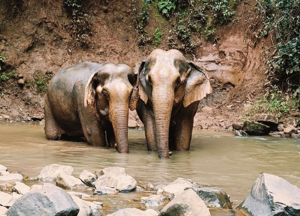 Elephant Valley Project Ethical Forest Visit
