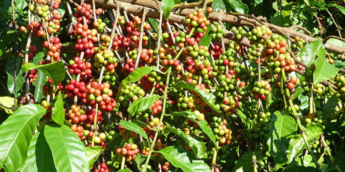 What makes Mondulkiri coffee so good