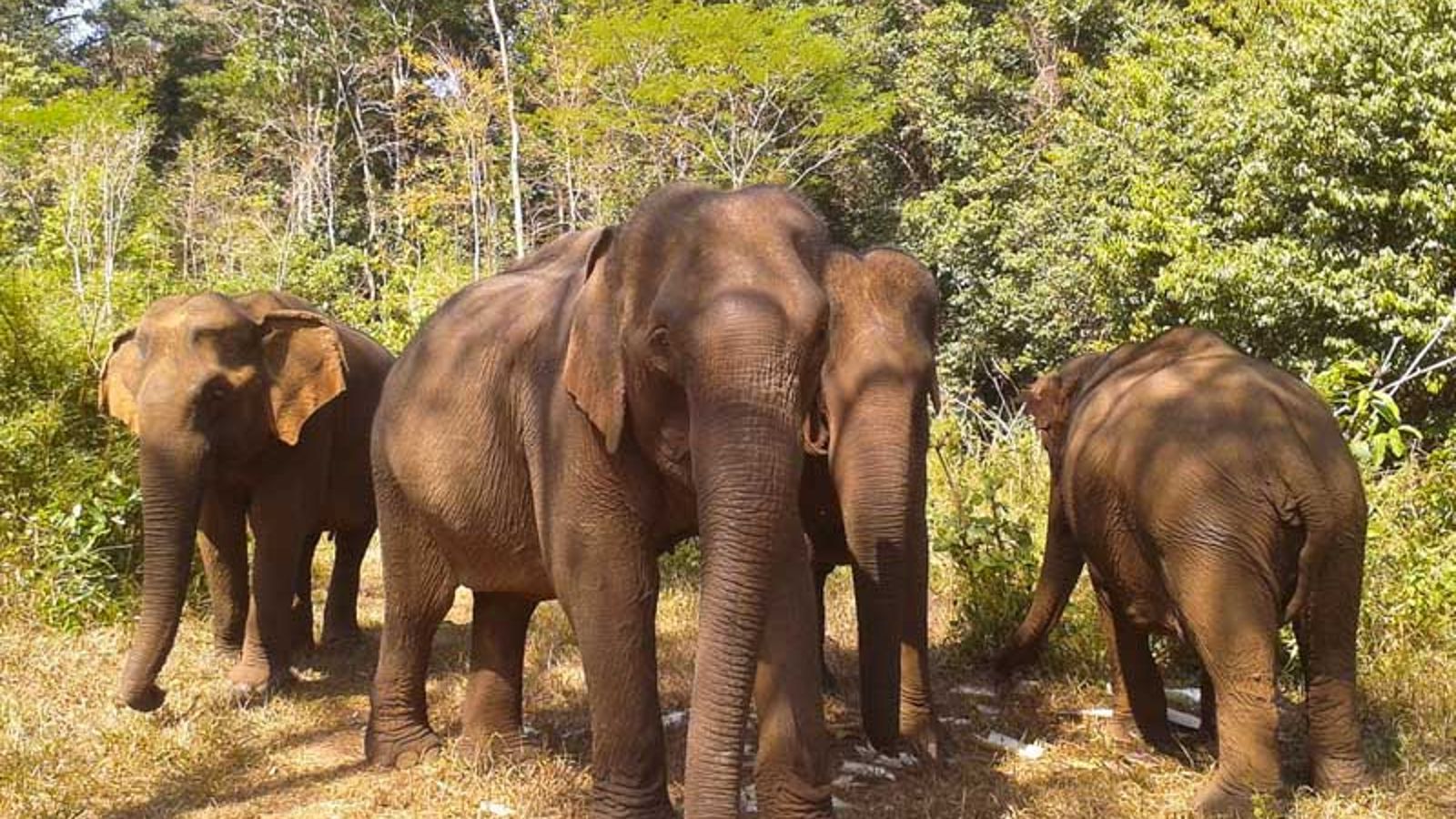 Elephant Valley Project