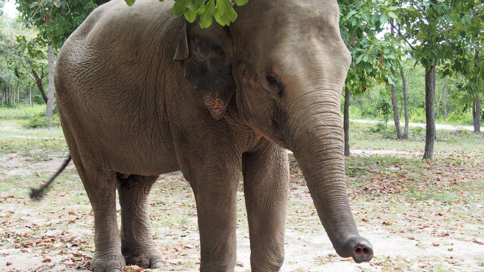 Essential Guides To The Iconic Cambodia Wildlife