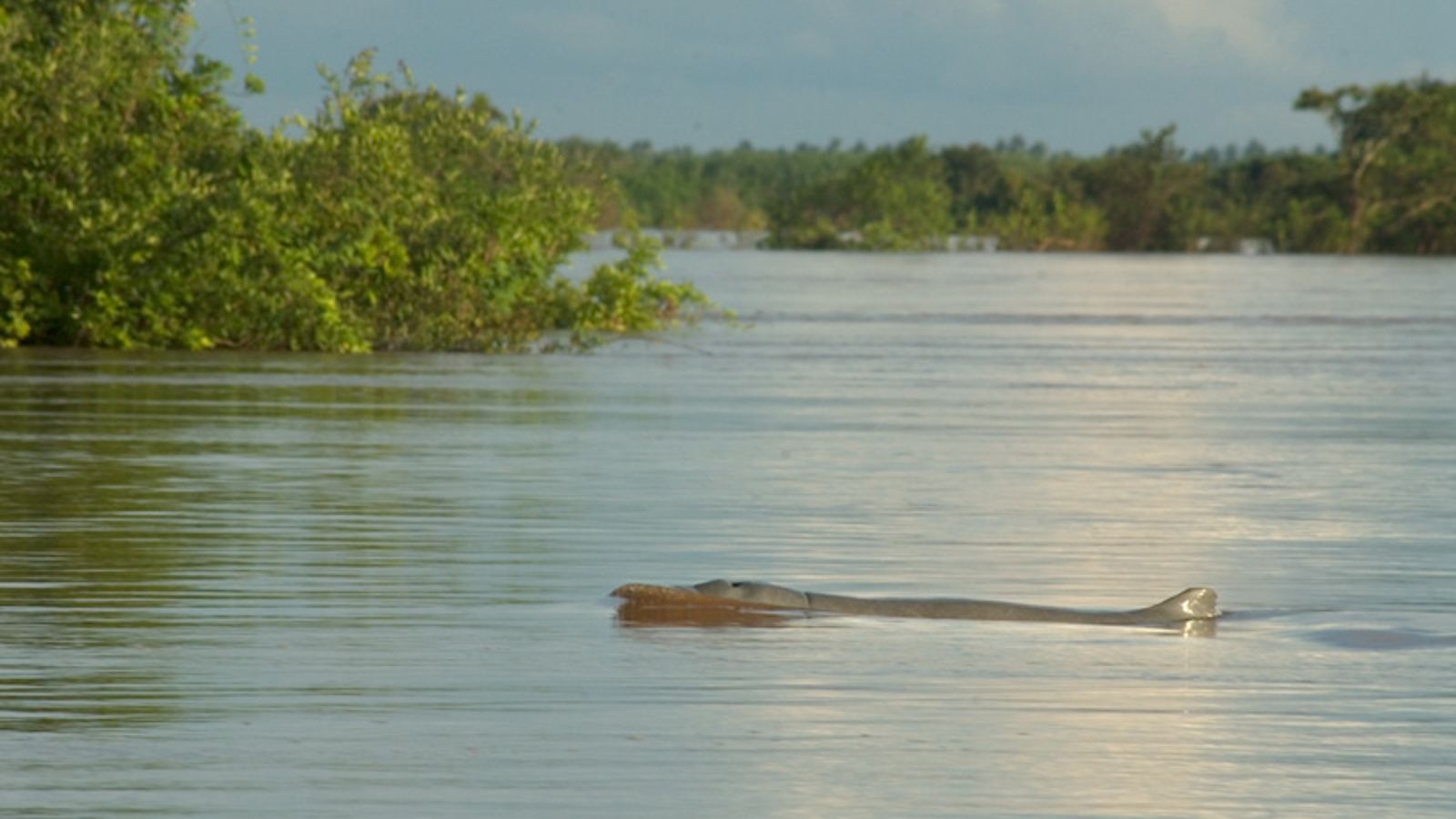Mekong Dolphin Pool at Kampi
