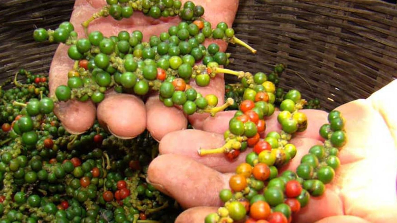 Cambodia Kampot pepper