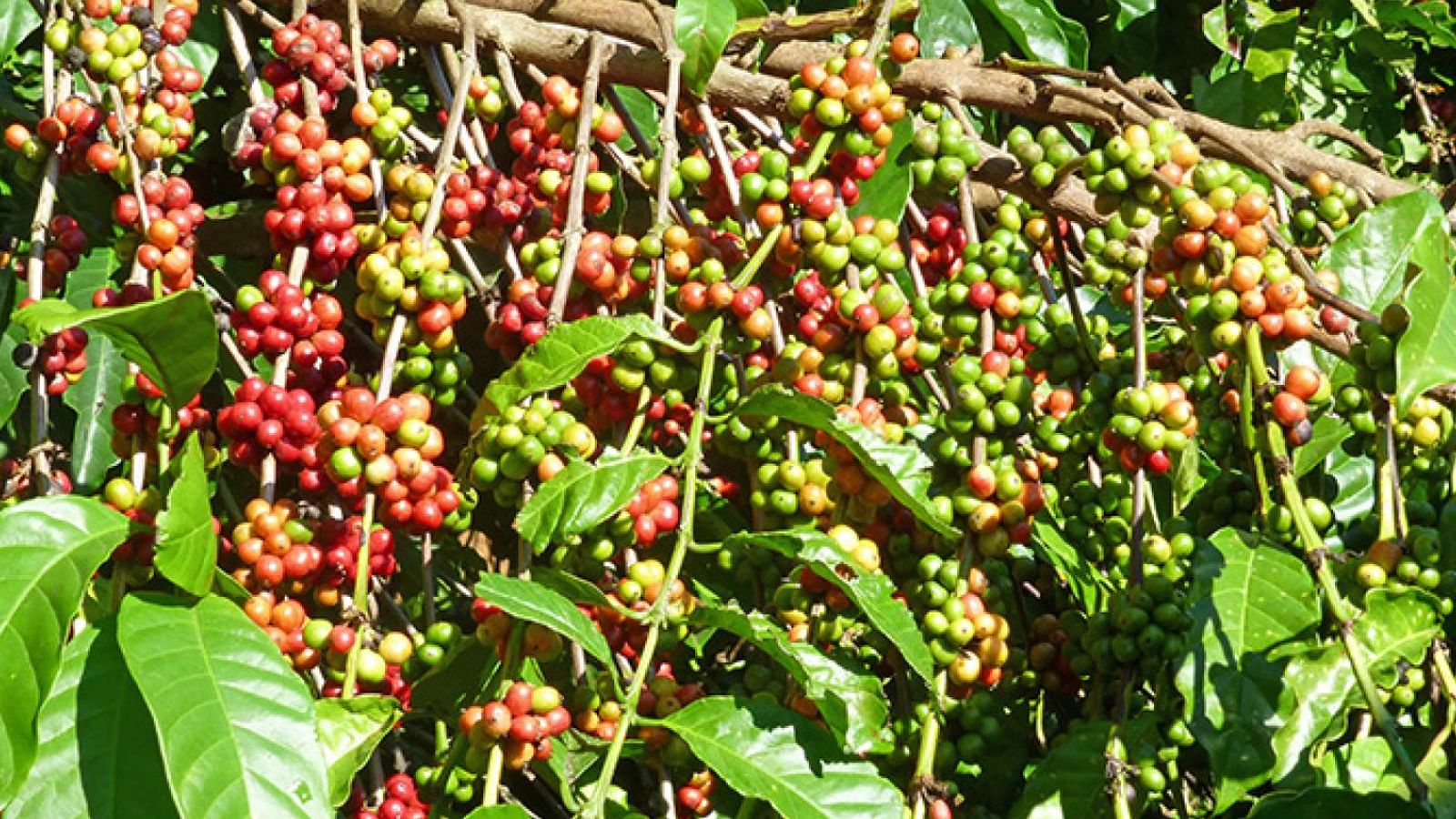 What makes Mondulkiri coffee so good