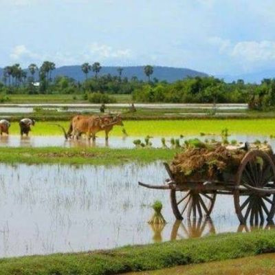 wp:org:wp-content/uploads/2024/08/10101249/Khmer-Ox-Cart-2.jpg