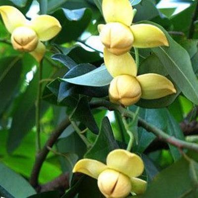 wp:org:wp-content/uploads/2024/08/05130547/Romduol-Flower-Metralla-mesnyi-1.jpg