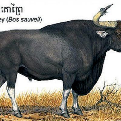 wp:org:wp-content/uploads/2024/08/10135452/Kouprey.jpg