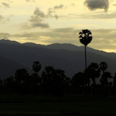 wp:org:wp-content/uploads/2024/08/10141930/Palm-Tree-3.jpg