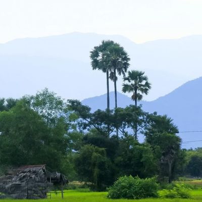 wp:org:wp-content/uploads/2024/08/10141927/Palm-Tree-2.jpg