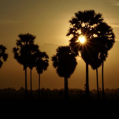 wp:org:wp-content/uploads/2024/08/10141938/Palm-Tree-5.jpg