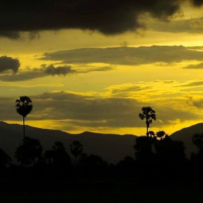 wp:org:wp-content/uploads/2024/08/10141935/Palm-Tree-4.jpg
