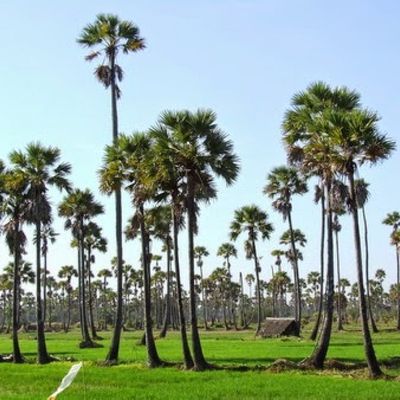wp:org:wp-content/uploads/2024/08/10141923/Palm-Tree-1.jpg