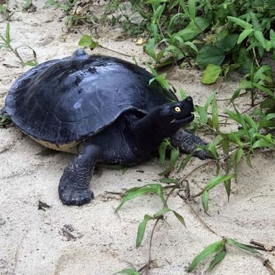 wp:org:wp-content/uploads/2024/08/10140511/Royal-Turtle.jpg