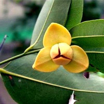 wp:org:wp-content/uploads/2024/08/05130552/Romduol-Flower-Metralla-mesnyi.jpg
