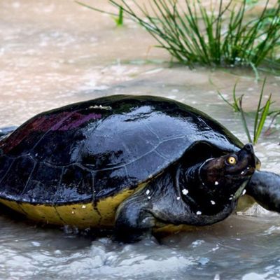wp:org:wp-content/uploads/2024/08/10140507/Royal-Turtle-1.jpg