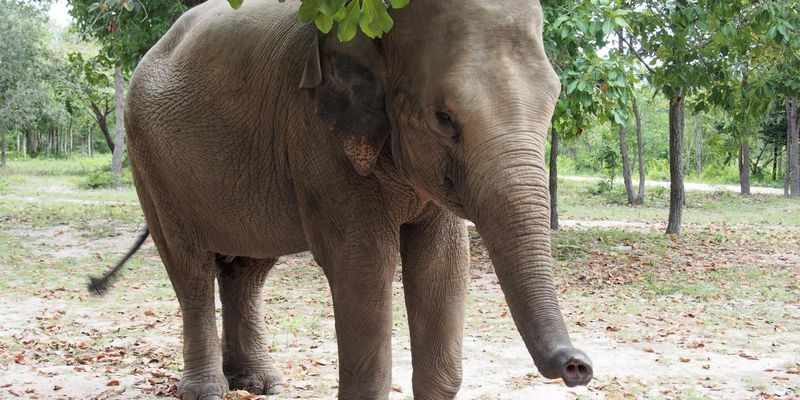Phnom Tamao Wildlife Rescue Center Visit