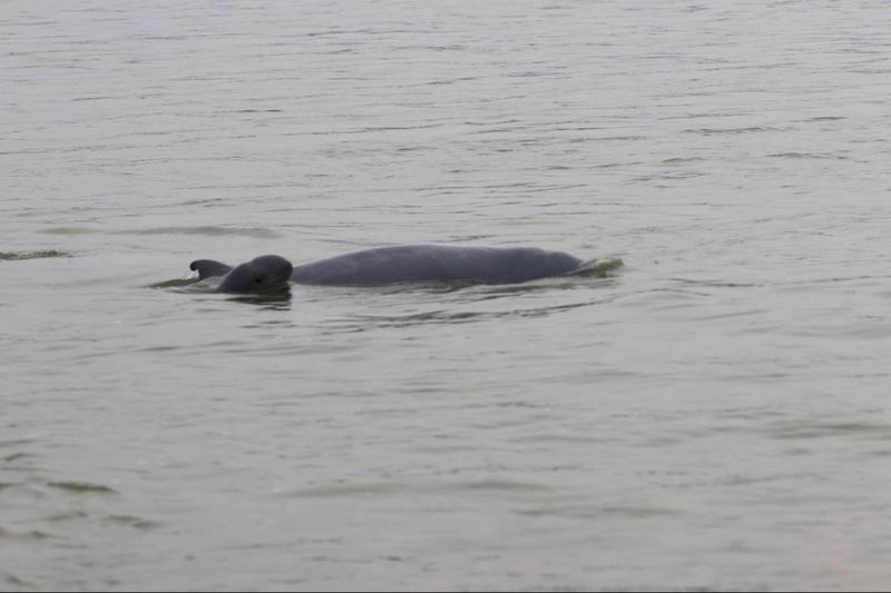 Irrawaddy Dolphin Watching at Kampi