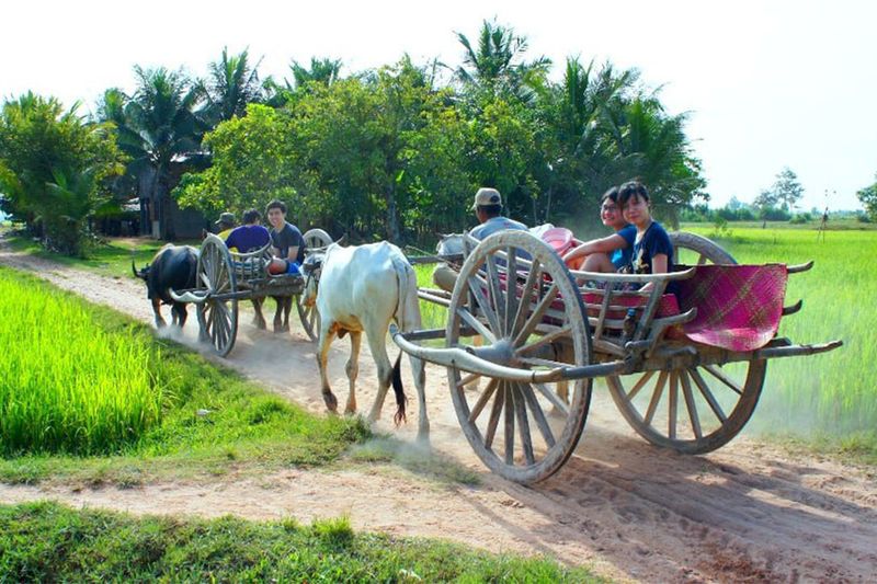 Kampong Thom Rural Ox-Cart & Farm Experience