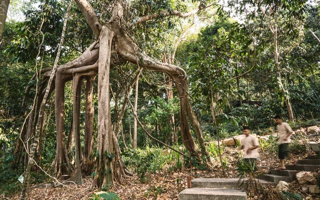 Six Senses Krabey Island Forest Bathing