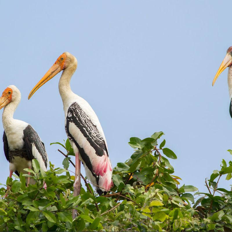 Prek Toal Bird Sanctuary Journey