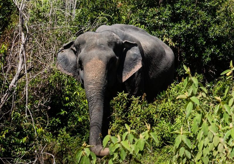 Kulen Elephant Forest Experience