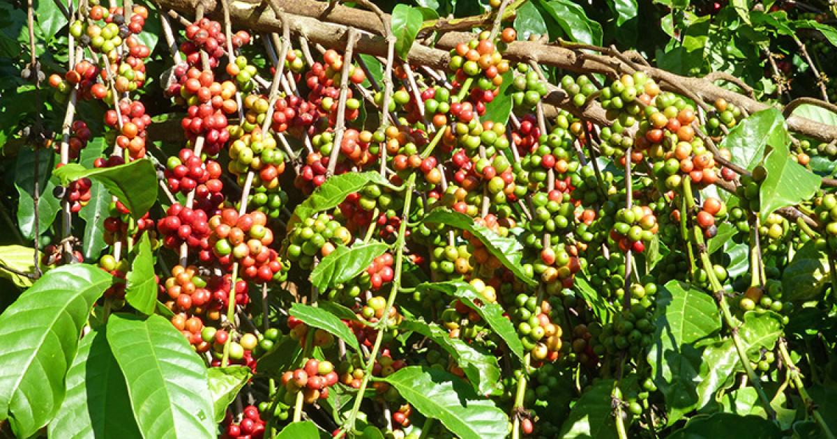 What makes Mondulkiri coffee so good IntoCambodia